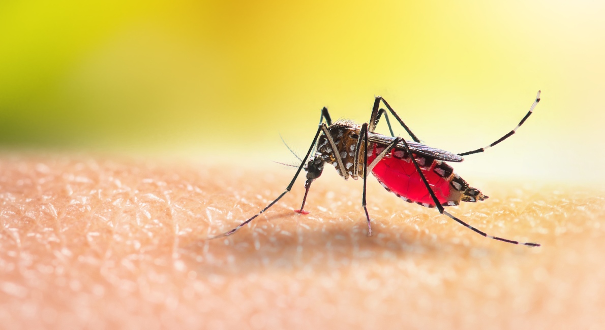 8 naturlige måder du kan myggene væk på - idenyt