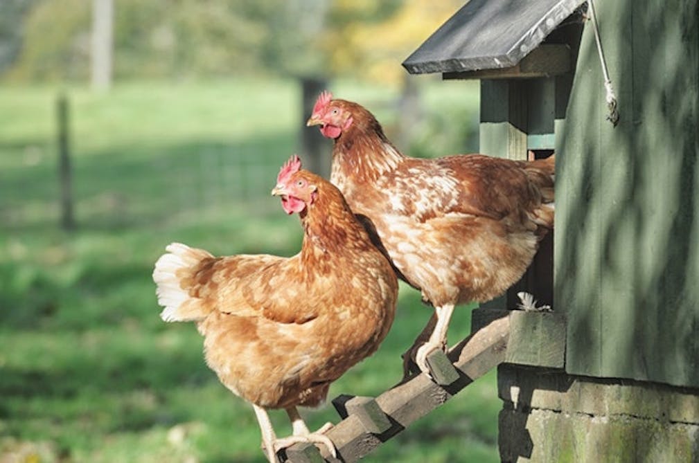Hønsehus det selv og få høns haven - idenyt
