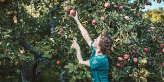 Kvinde plukker æbler til æblemost