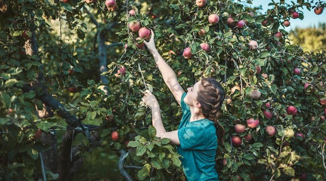 Kvinde plukker æbler til æblemost