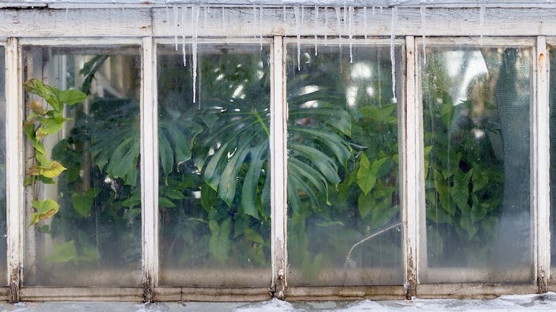 Maori forgænger foredrag Gør dit drivhus klar til vinteren: isolering med bobleplast - idenyt