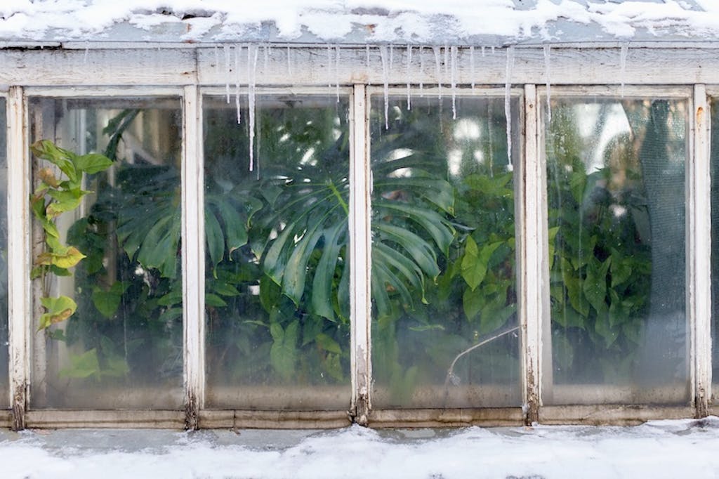 Eksotiske planter i drivhus om vinteret