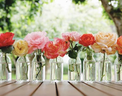 Udsprungne roser i vaser