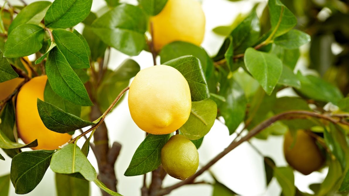 citrontræ