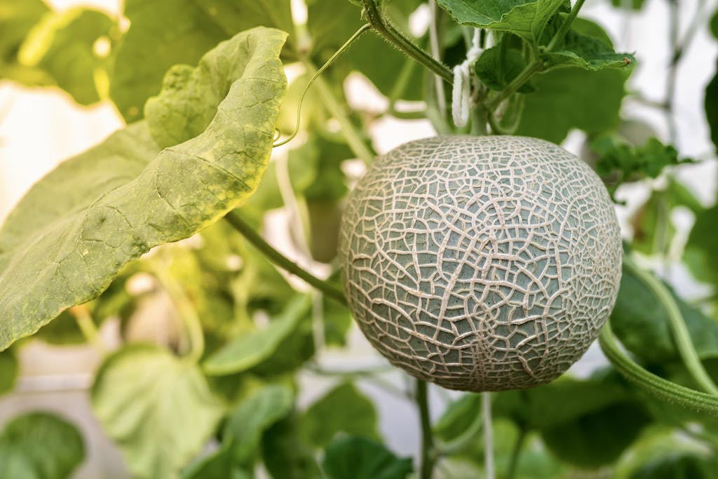 melon, som plante til drivhus