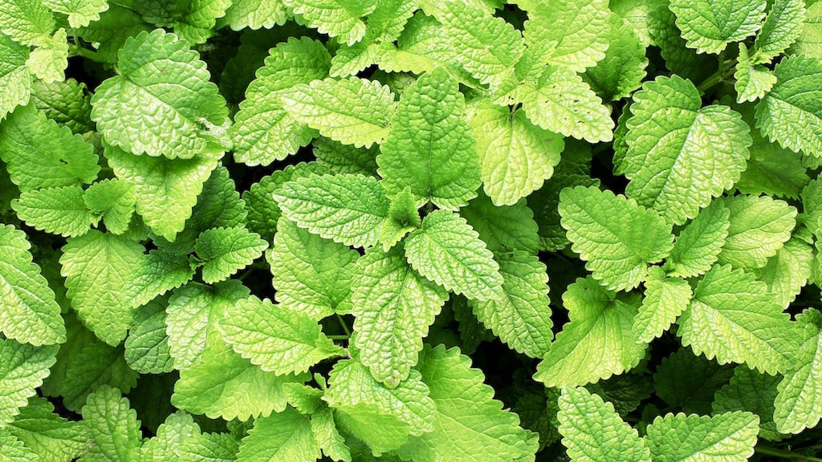 mynte, som en plante til drivhus