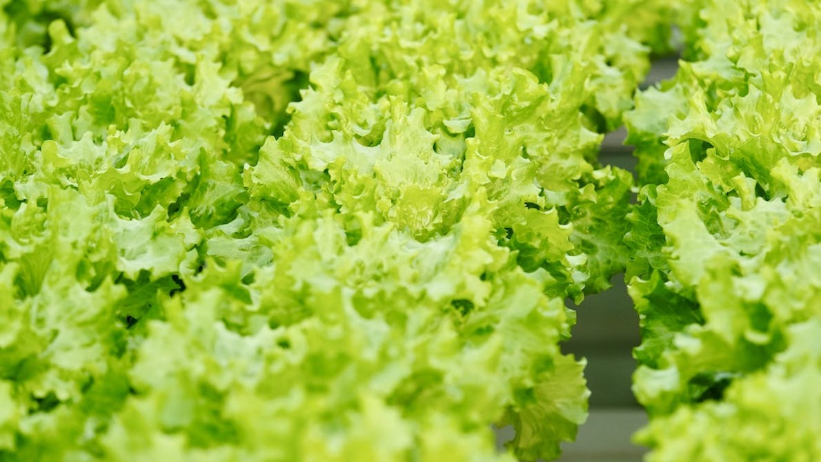 Salat til drivhus