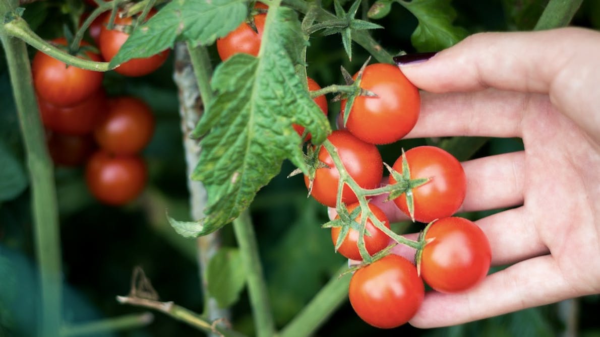 Tomat er en plante til drivhus