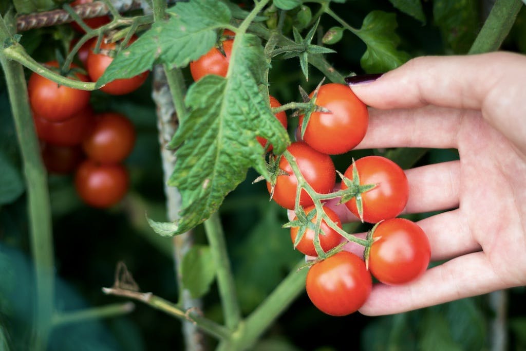 Tomat er en plante til drivhus