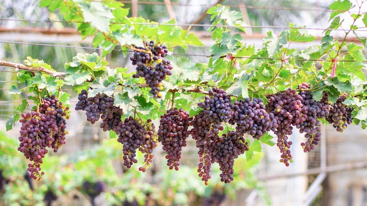 Vindruer, som planter til drivhus