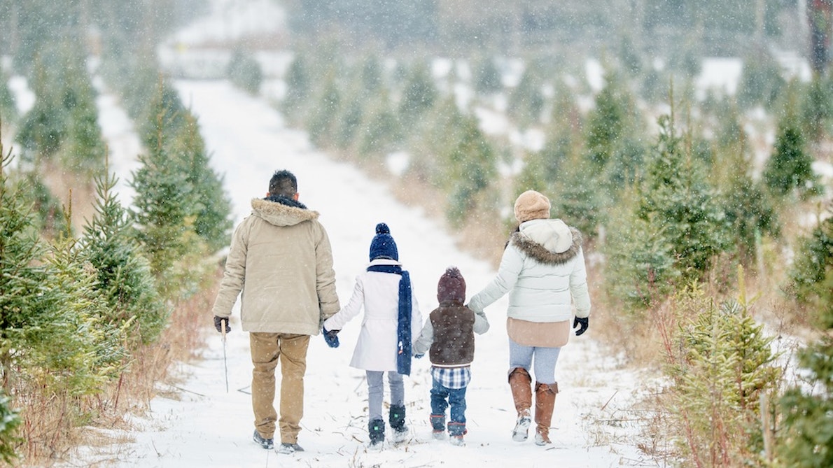 Fæld selv juletræer bliver fældet og hentet af en familie