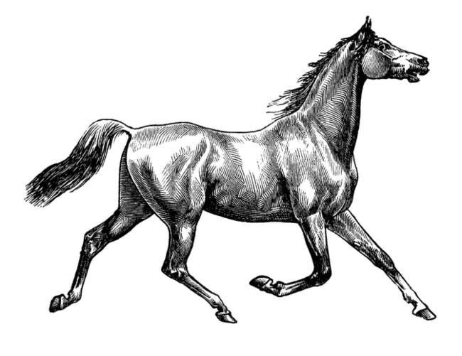 heste tegninger til print	