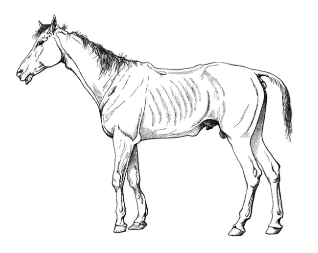 heste tegninger til print	
