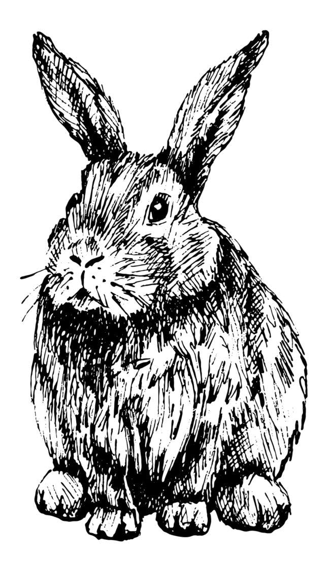 kaniner tegninger