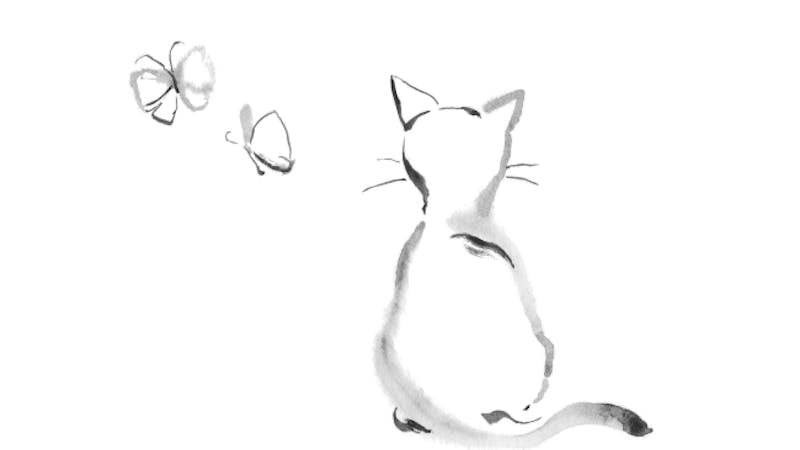 Katte tegninger