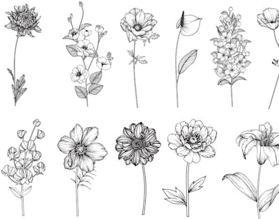 Tegninger af blomster