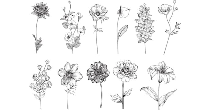 Tegninger af blomster