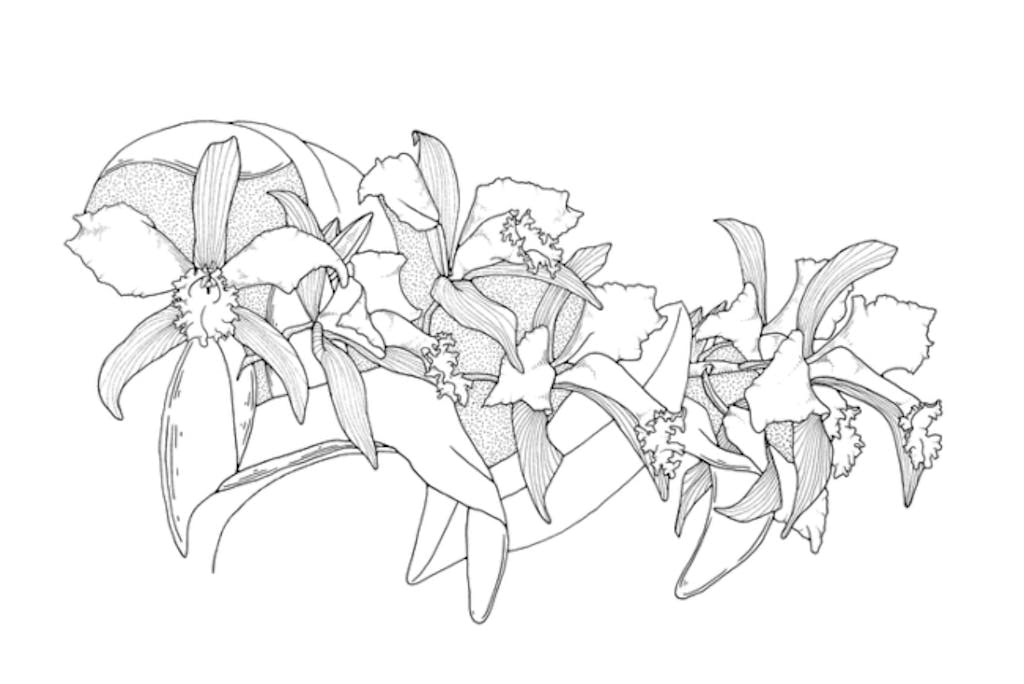 tegninger af blomster til farvelægning