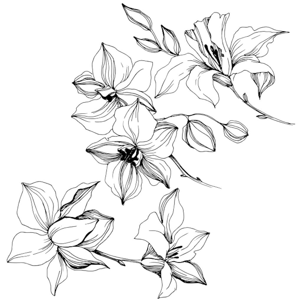 Tegninger blomster flotte i sort-hvid idenyt