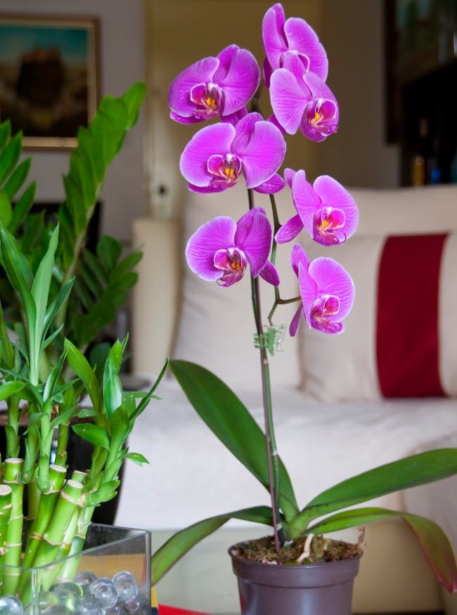 Orkide - lilla blomster