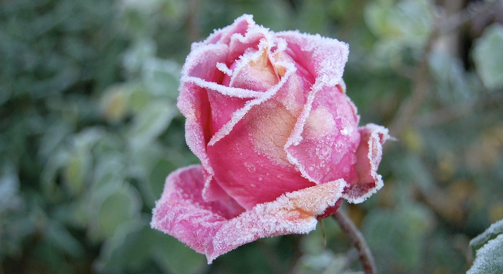 Sådan får du succes med roser om vinteren -