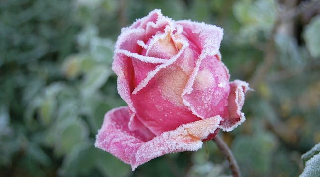 Lyserød rose med rimfrost