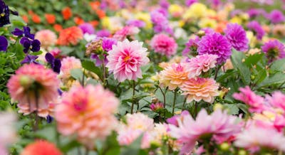 Planter - få inspiration, tips og gode til blomster i haven | idenyt