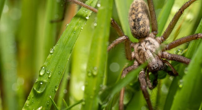 Edderkoppeskræmmer: Disse væk - idenyt