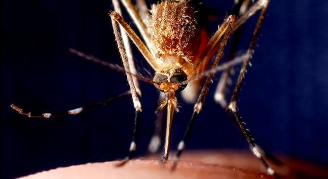 10 velduftende planter, skræmmer myg |