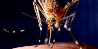 Myg suger blod