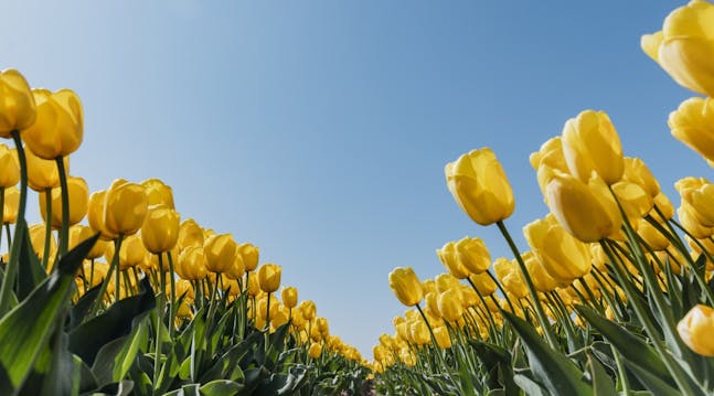 Tulipaner i Ukraines smukke gule og blå farver - Slava Ukraini