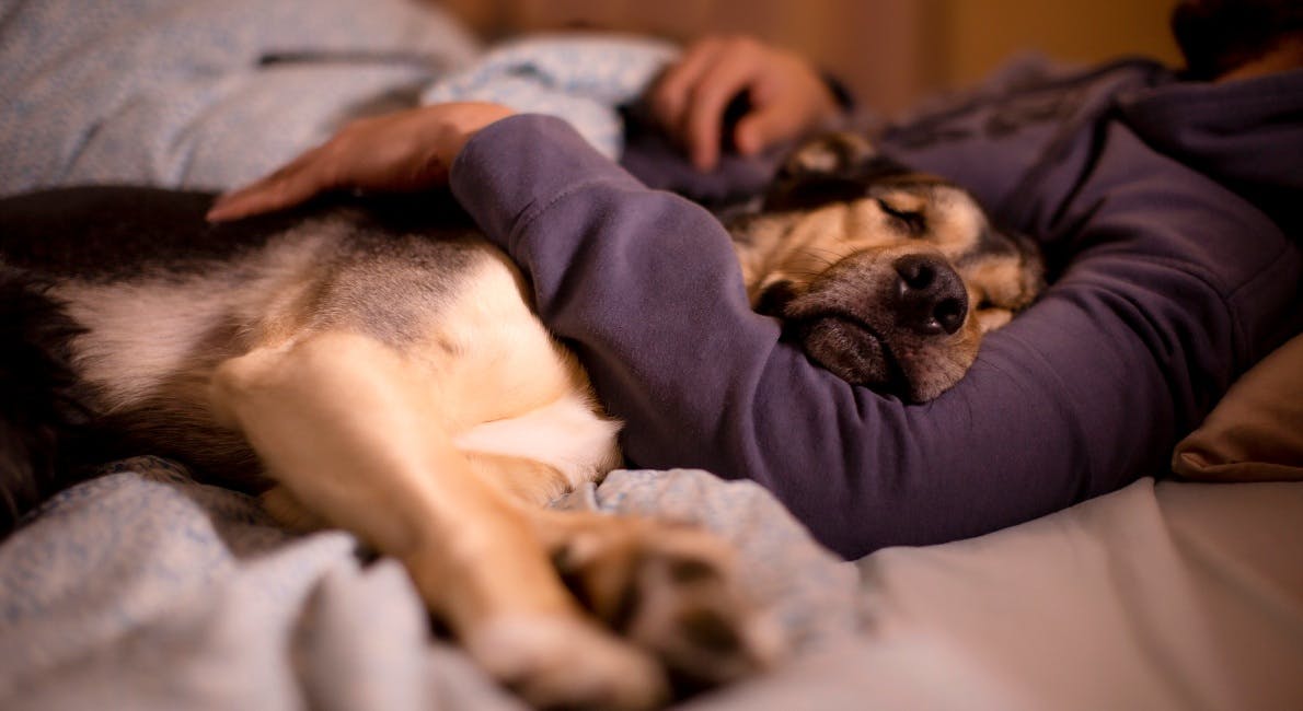 Kabelbane dusin kandidat Kæledyr i sengen | Din hund og kat bør ikke sove i sengen | idényt