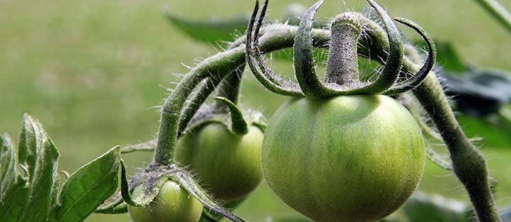 Grønne tomater på stilk, klar til at blive spist"