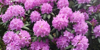 rhododendron