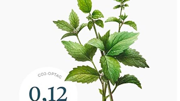 citronmelisse