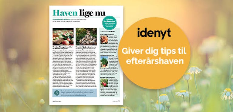haven lige nu. æbler og insikter artikel