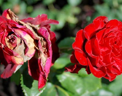 rosensygdomme - sygdomme i roser