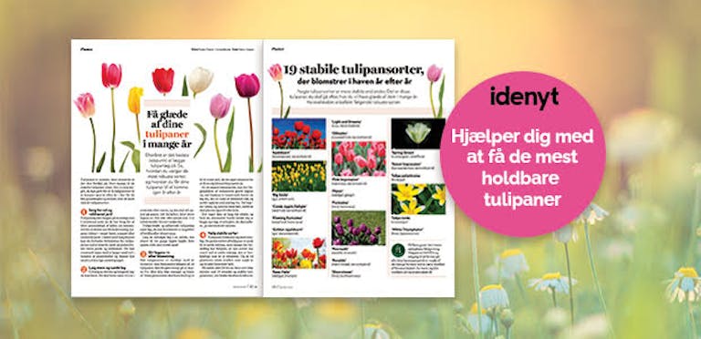 tulipaner læs artikel