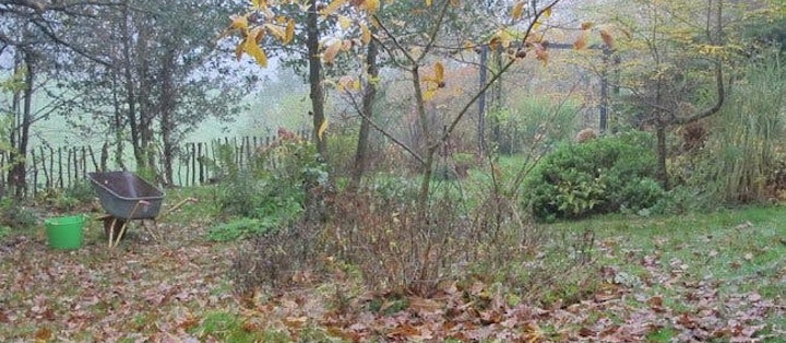 Fjern visne blade fra græsplænen i efteråret