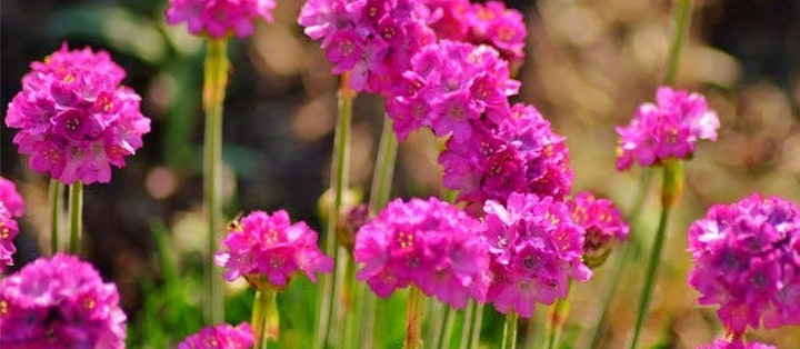 Blomster til haven: Hårdføre stauder