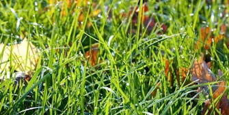 Slå græs for sidste gang inden vinter