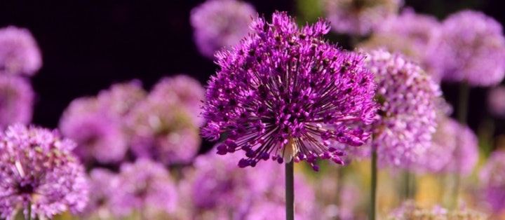 Allium Aflatunense - Purple Sensation