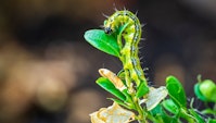 Buksbomhalvmøl larve i buksbom