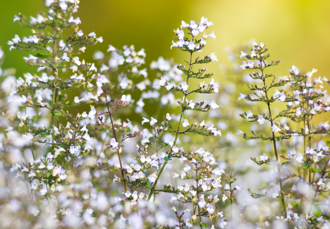 Bundække Til Roser: 6 Planter, Der Passer Til Roserne I Blomsterbedetidenyt