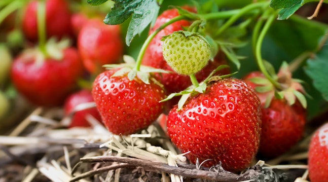 Rigtig gødning og vanding af jordbær giver god høst