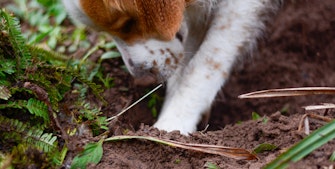 Hund graver i haven